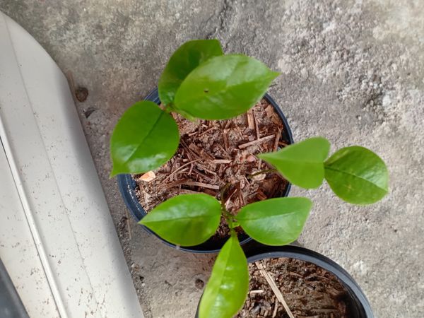 Identificação da planta Graviola por foto