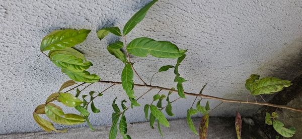 Identificação da planta Araçá Boi por foto