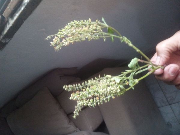 Identificação da planta Alfavaca-de-caboclo por foto