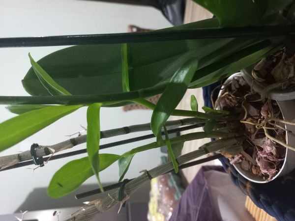 Identificação da planta Orquídea bambu por foto