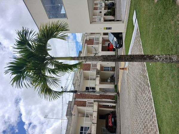 Identificação da planta Palmeira por foto