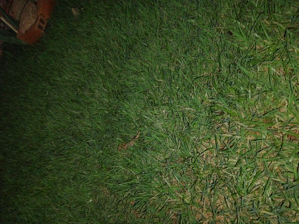 Identificação da planta Grama-batatais por foto