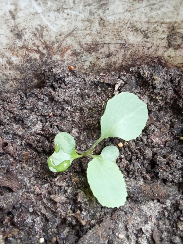 Identificação da planta Rúcula por foto