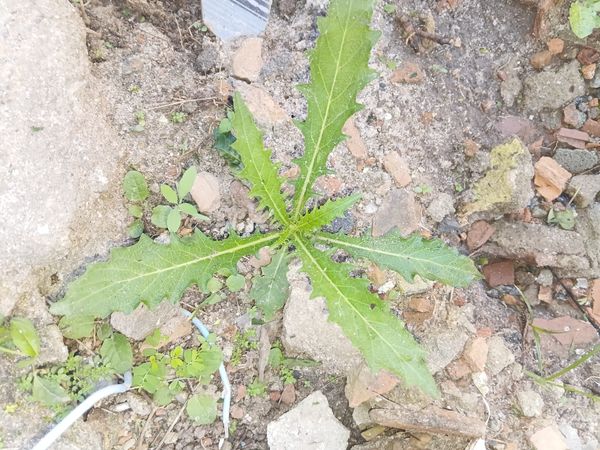 Identificação da planta Lindabela por foto