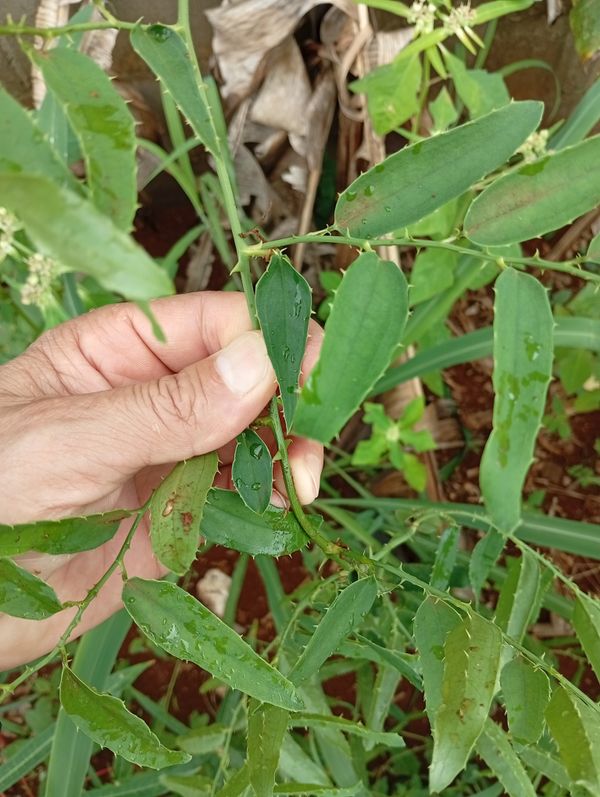 Identificação da planta lobélia por foto
