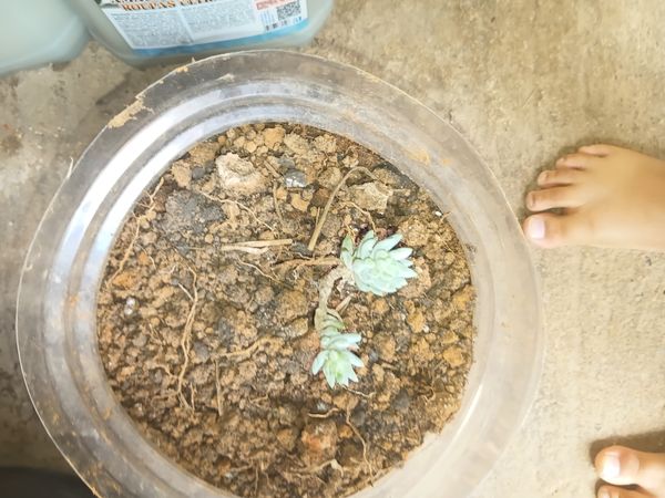 Identificação da planta Pedra Viva por foto