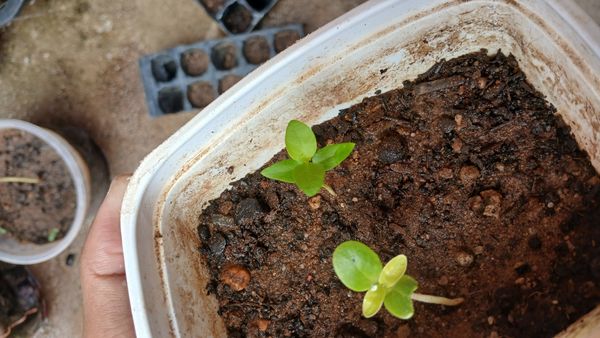 Identificação da planta Pepino por foto