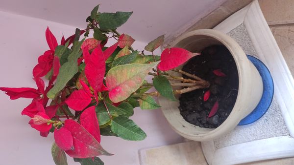 Identificação da planta Árvore-do-fogo por foto
