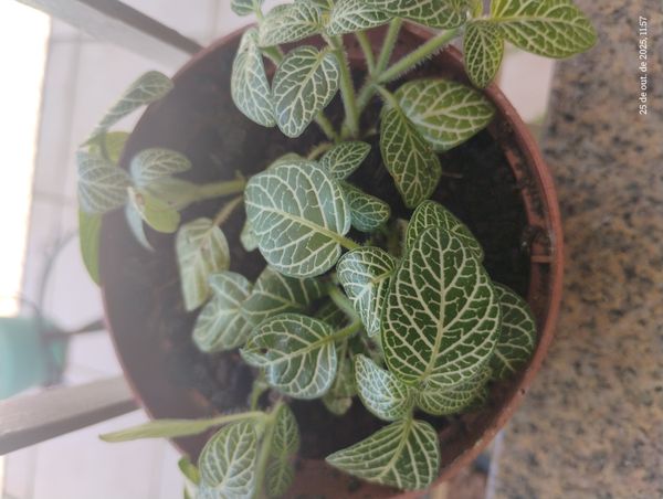 Identificação da planta Nervura-branca por foto