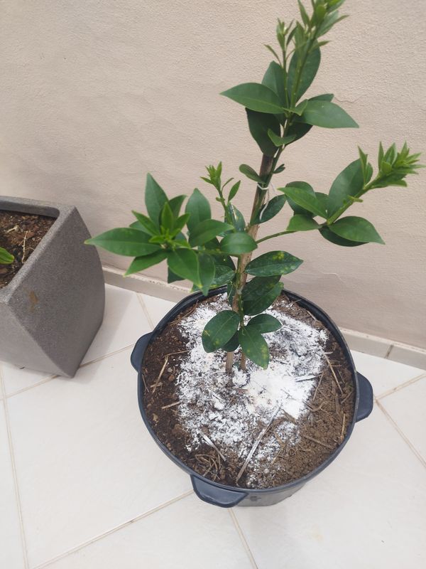 Identificação da planta Laranja Kinkan por foto