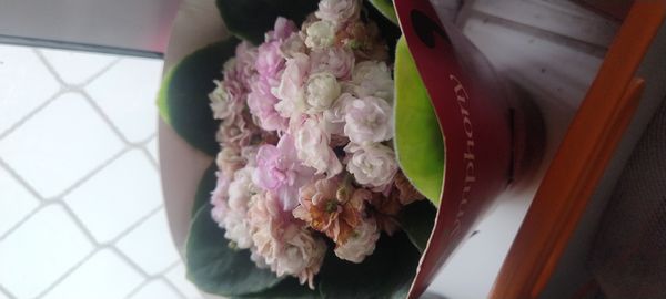 Identificação da planta Violeta por foto