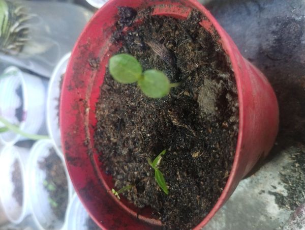 Identificação da planta Pitangatuba por foto