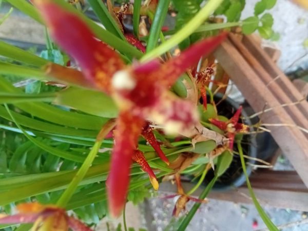 Identificação da planta Orquídea-da-serra por foto