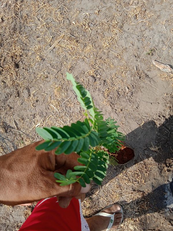 Identificação da planta Tamarindo por foto
