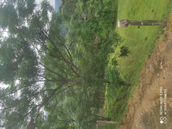 Identificação da planta falsa-acácia por foto