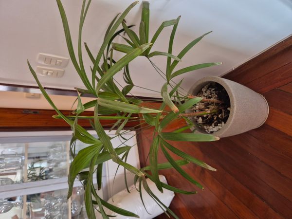 Identificação da planta Palmeira-ráfis por foto