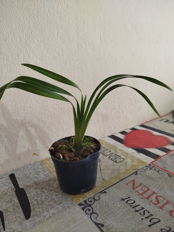 Identificação da planta Orquidea por foto