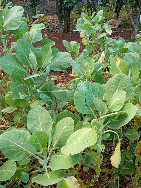 Identificação da planta Couve por foto