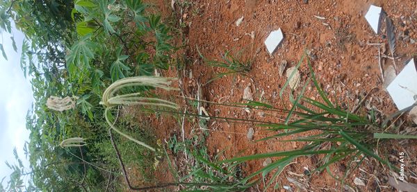 Identificação da planta Desconhecido por foto