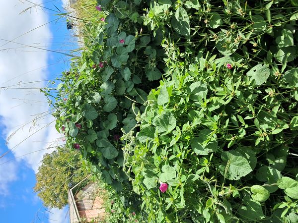 Identificação da planta Glória-da-manhã por foto