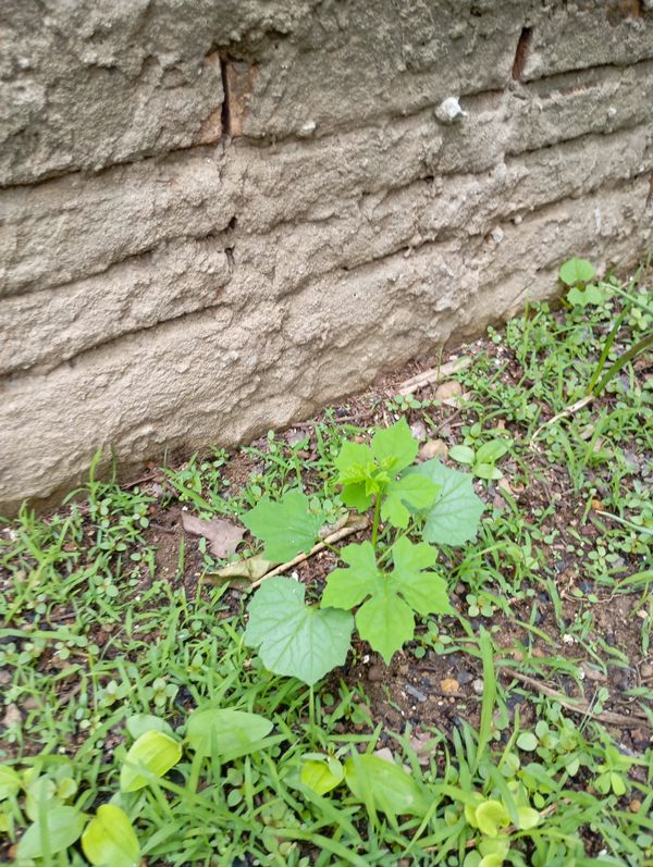 Identificação da planta Melão-de-são-caetano por foto