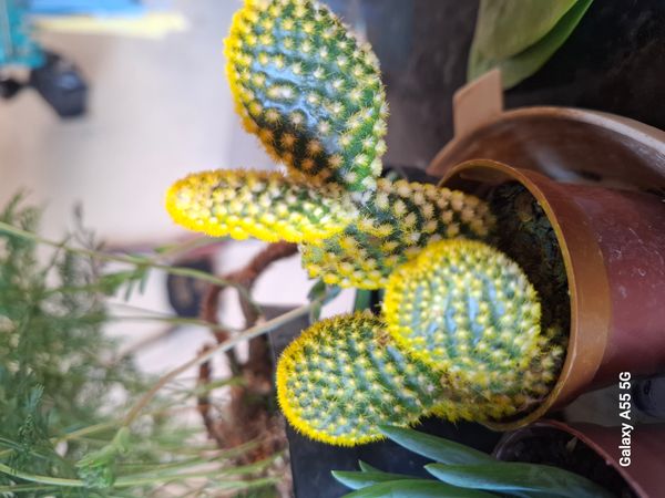 Identificação da planta Palma-de-santa-rita por foto