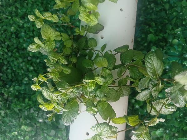Identificação da planta Hortelã pimenta por foto