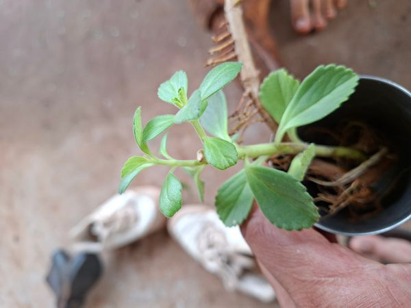 Identificação da planta Coração-roxo por foto