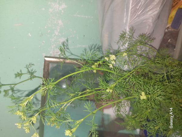 Identificação da planta Coentro por foto