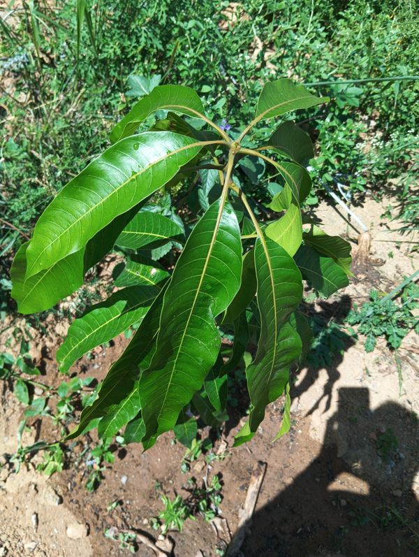 Identificação da planta Manga por foto