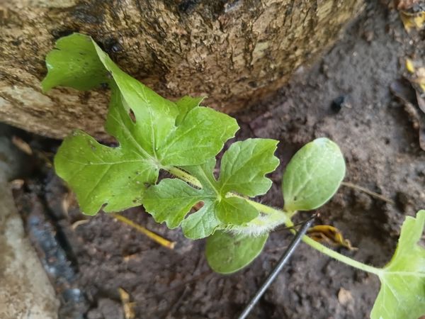 Identificação da planta Melancia por foto