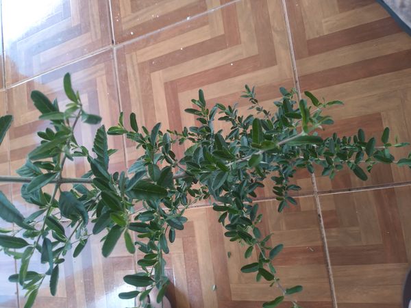 Identificação da planta Alfazema por foto