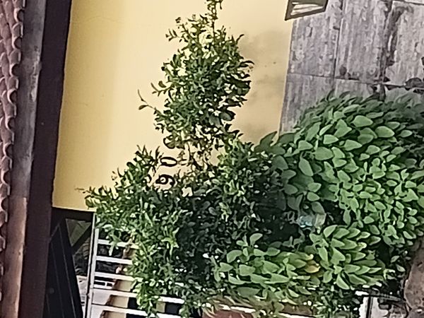 Identificação da planta Jasmim-azul por foto