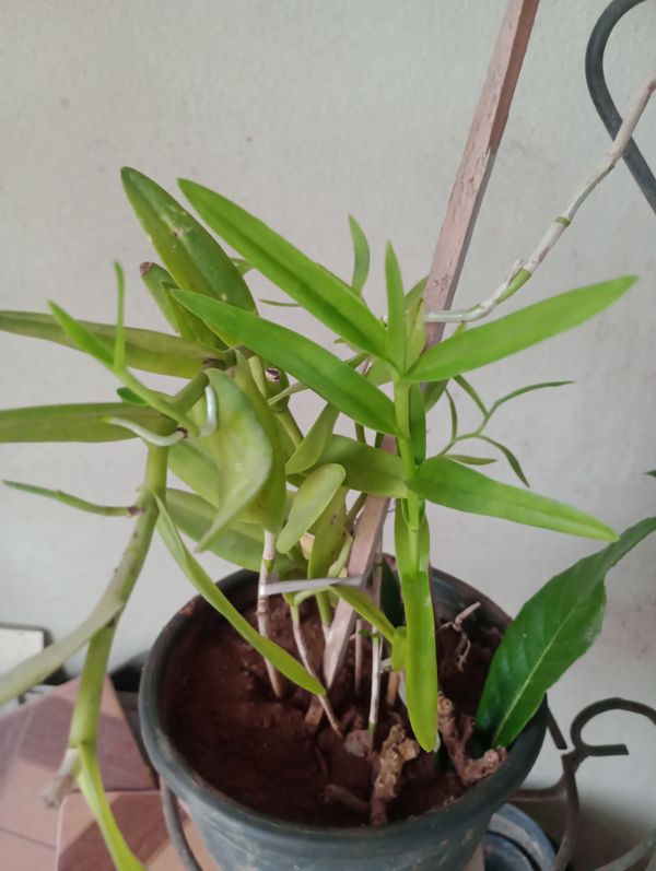 Identificação da planta Mini orquídea por foto