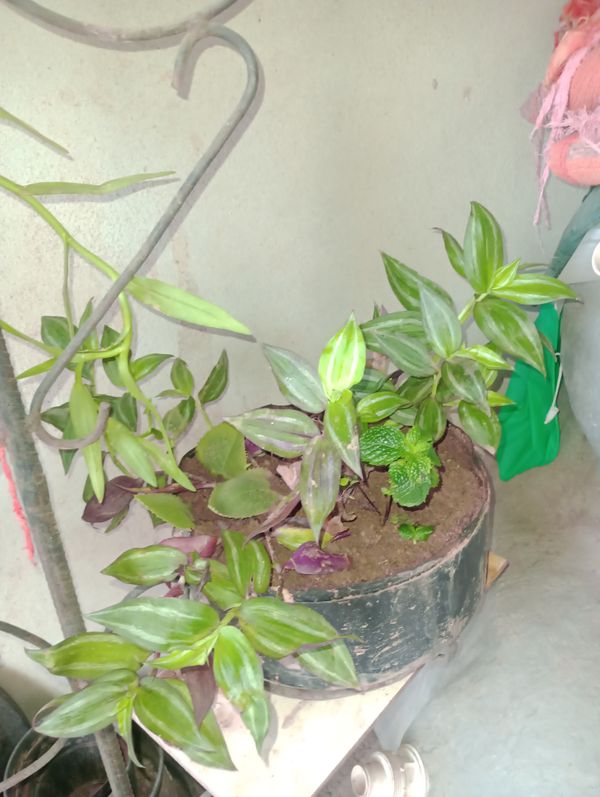 Identificação da planta Lambari por foto