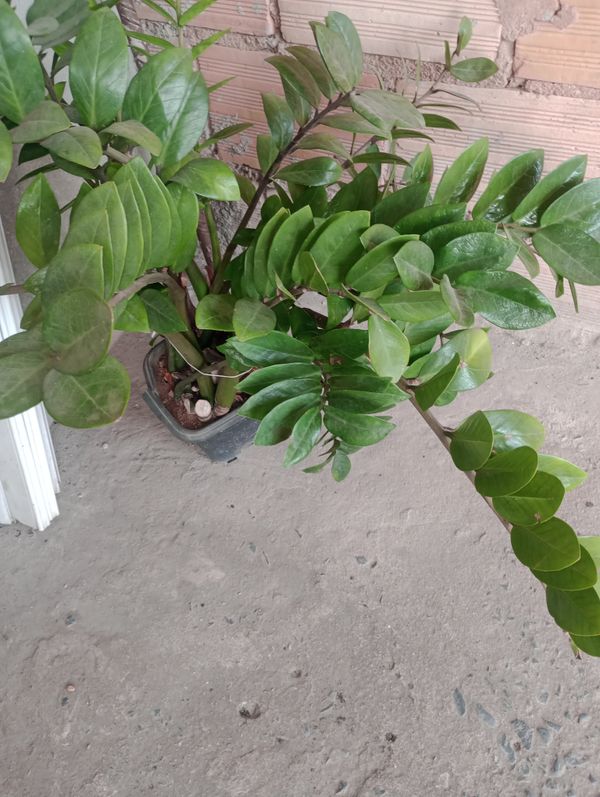Identificação da planta Zamioculcas por foto