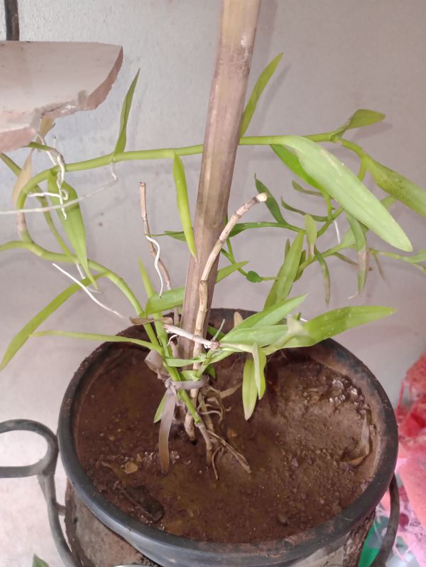 Identificação da planta Mini orquídea por foto
