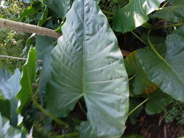 Identificação da planta orelha-de-elefante por foto