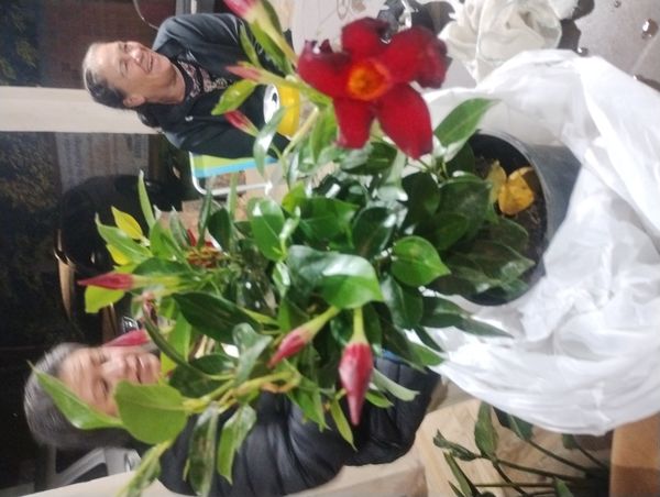 Identificação da planta Dipladênia por foto