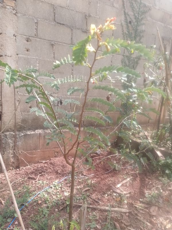 Identificação da planta Tamarindo por foto
