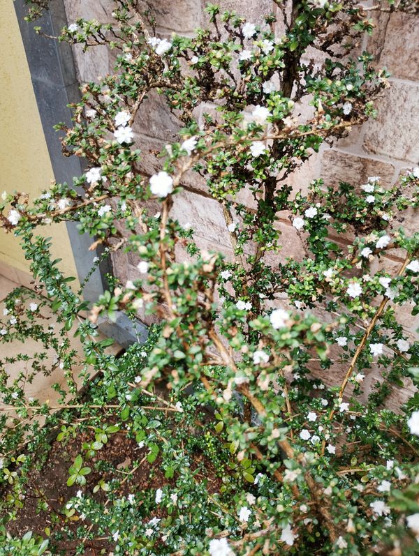 Identificação da planta Árvore-da-felicidade por foto
