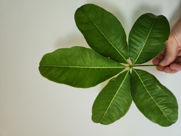 Identificação da planta Castanha-do-maranhão por foto
