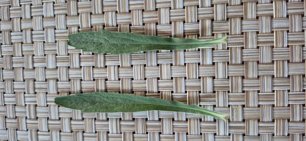 Identificação da planta Buva por foto