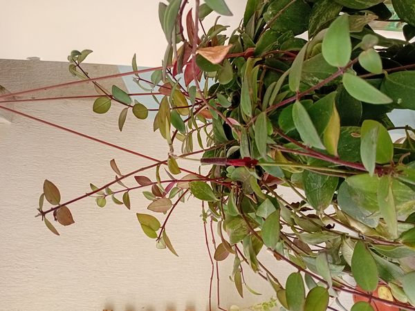 Identificação da planta Língua-de-gato por foto