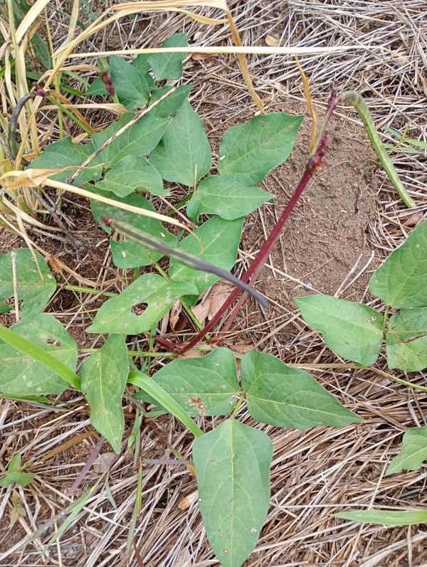Identificação da planta Feijão-mungo por foto