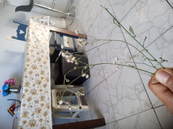 Identificação da planta Mentrasto por foto
