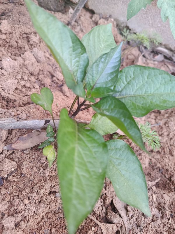 Identificação da planta Pimenta-de-cheiro por foto