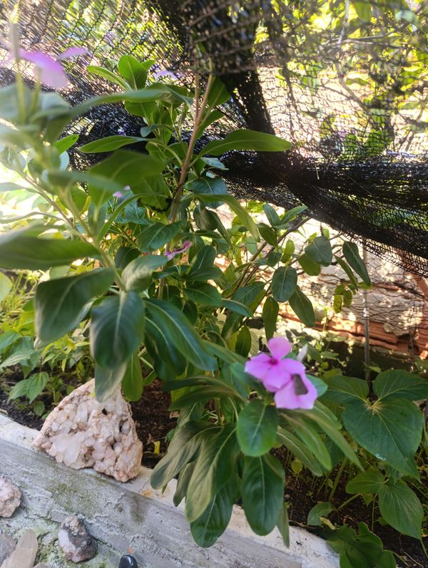 Identificação da planta Vinca por foto