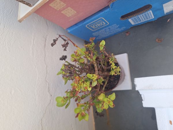 Identificação da planta Flor da fortuna por foto