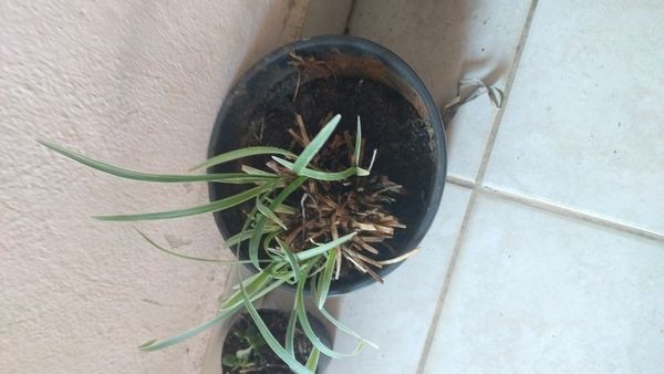 Identificação da planta Grama-preta por foto